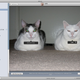 Illustration for article titled iPhotos Facial Recognition Feature Works on Cats